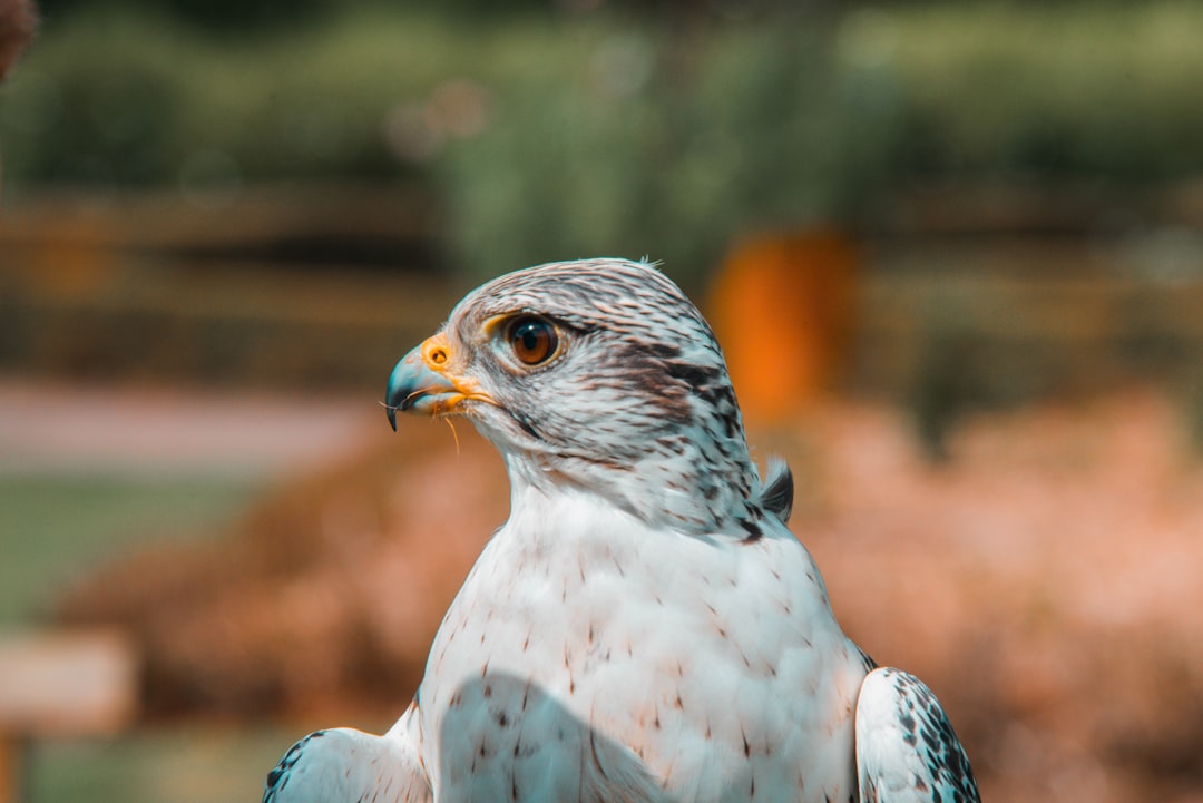 CrowdStrike Falcon, why does it fail CrowdStrike Falcon, alert tuning guide with audit trails and restore points