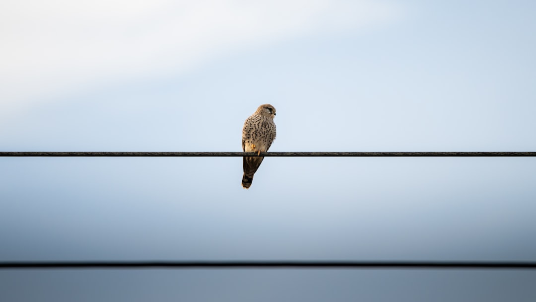 Falco, how to reduce alerts Falco, SIEM-friendly logging with retention policies and repositories