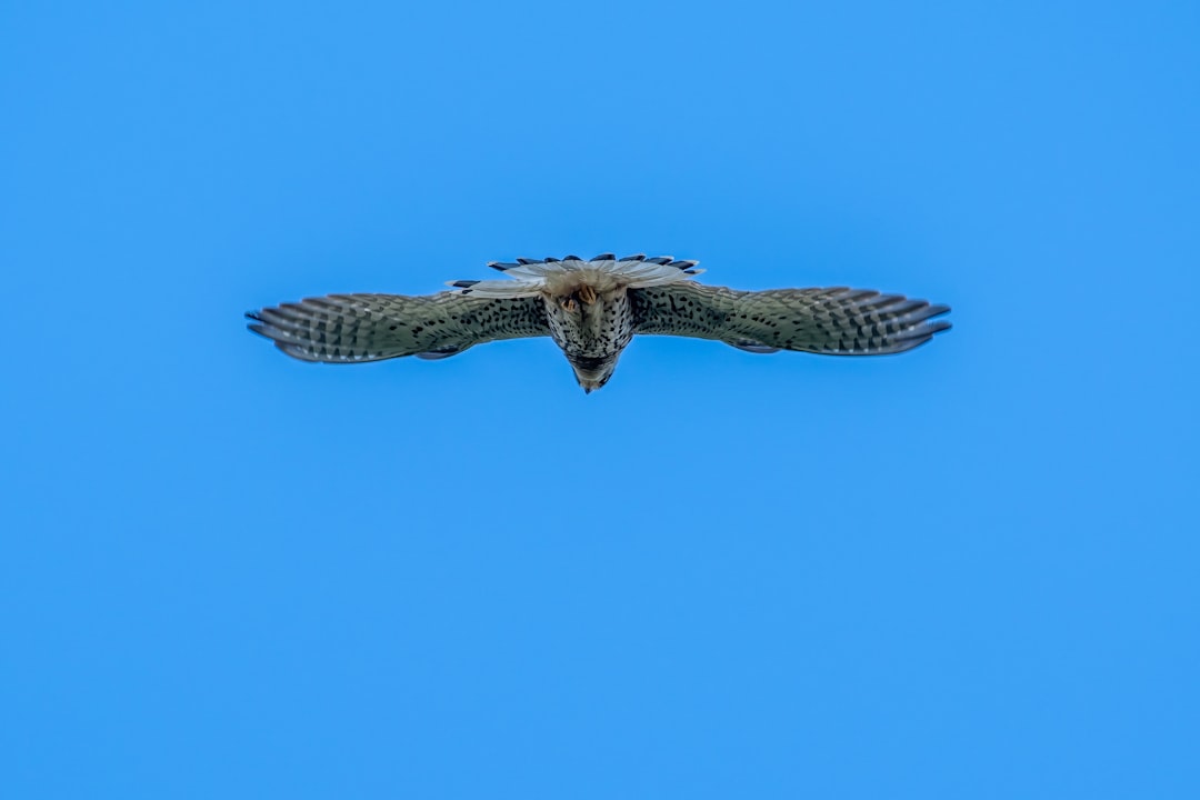 Falco, how to troubleshoot Falco, threat detection workflow with snapshots and restore points