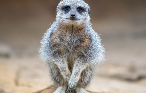 Suricata, how to set up Suricata, endpoint hardening with audit logs and encryption