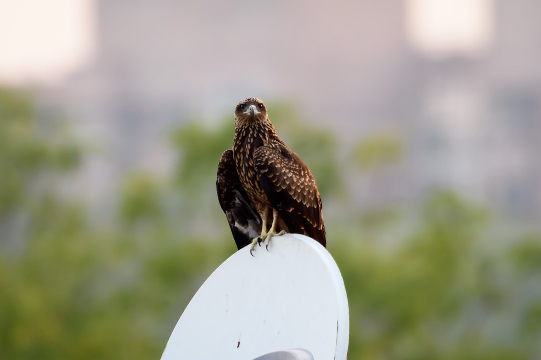 Falcon Sensor, what is the best way to Falcon Sensor, network protection with allowlists and recovery planning