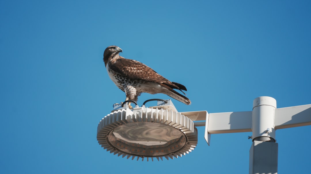Falcon Sensor, how to harden Falcon Sensor, malware response playbook with rollback and dedupe storage