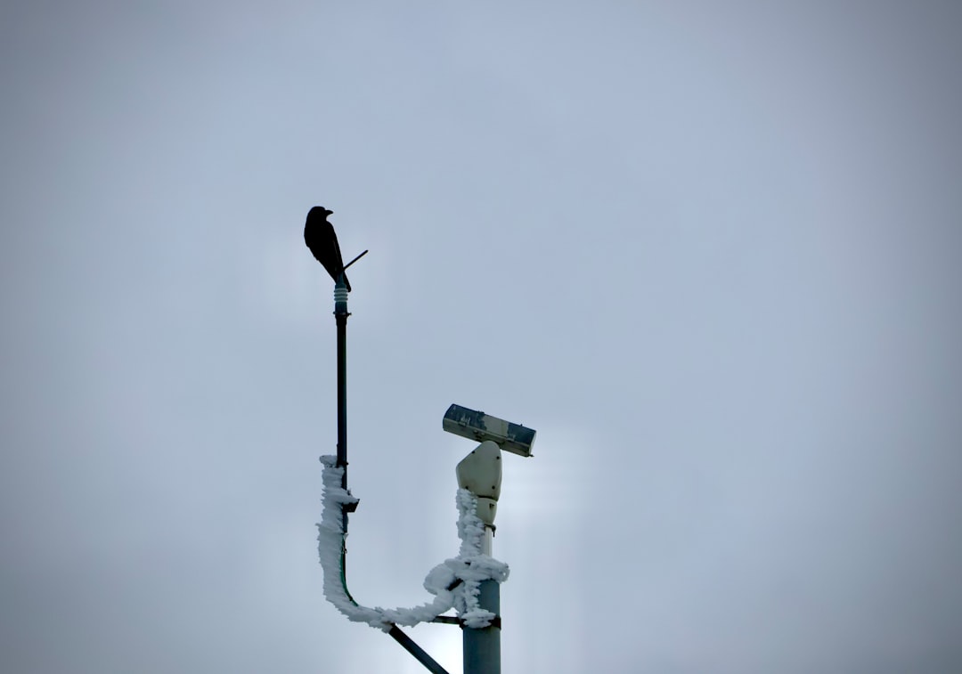 Falcon Sensor, how to monitor Falcon Sensor, secure deployment with immutable storage and key rotation